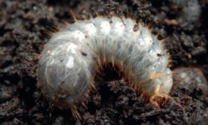 Leatherjacket & Chafer Grub Pesticide Re-authorised - GCMA